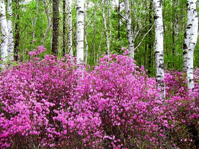 Кустарник рос. Рододендрон Даурский куст. Багульник. Багульник куст. Рододендрон Даурский в лесу.