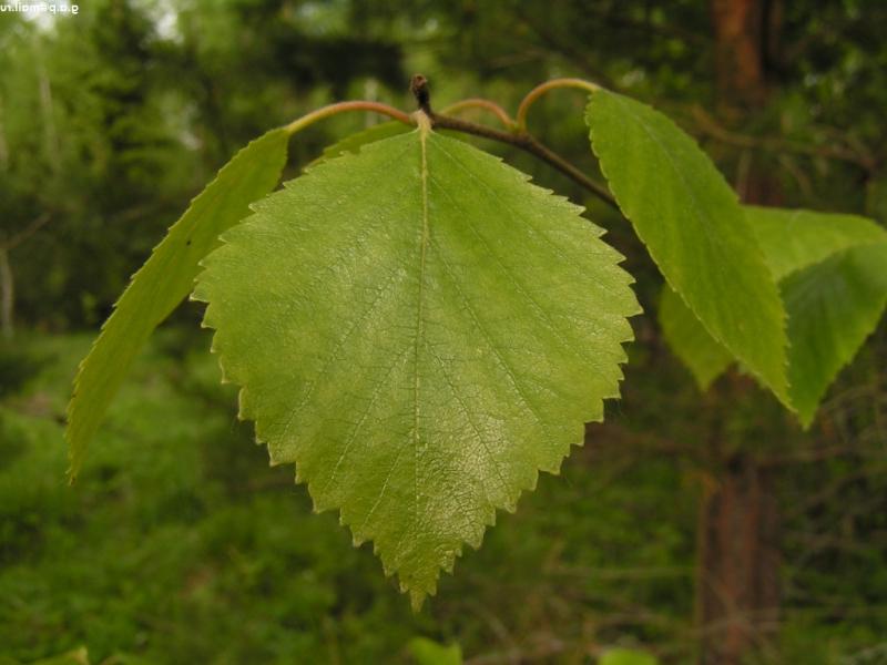 Листья березы - лечебные свойства и противопоказания