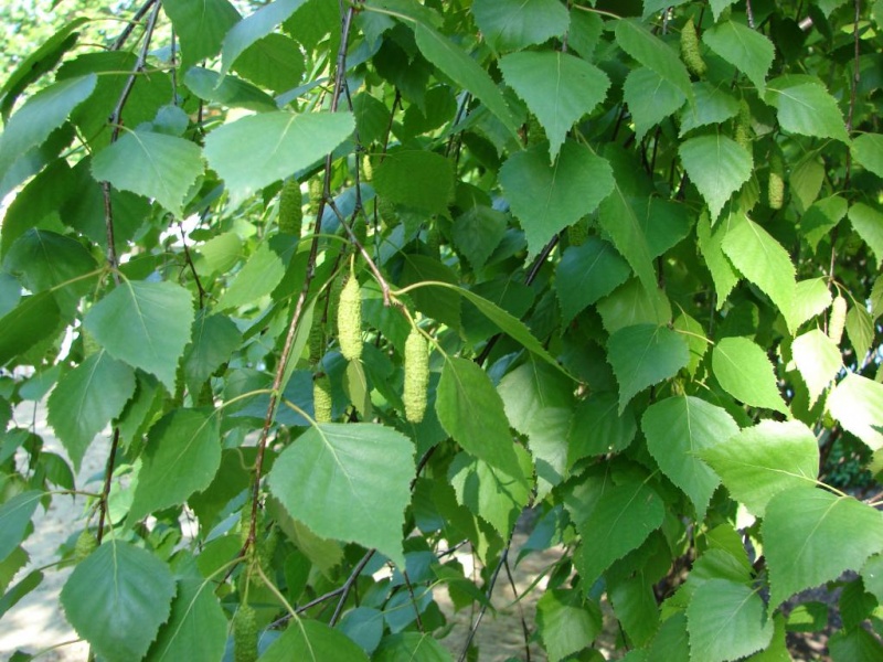 Листья березы - лечебные свойства и противопоказания